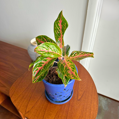 Aglaonema "Sparkling Sarah" / "Grower" size