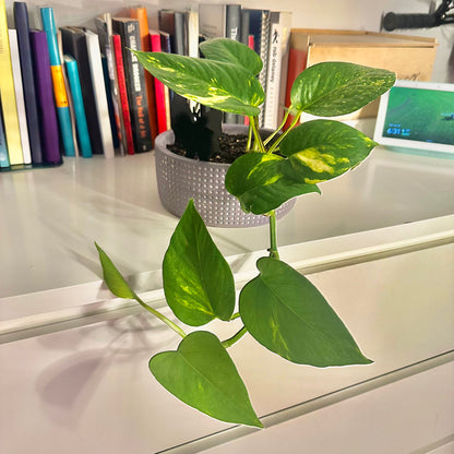 Golden Pothos / "Grower” with ceramic pot included!