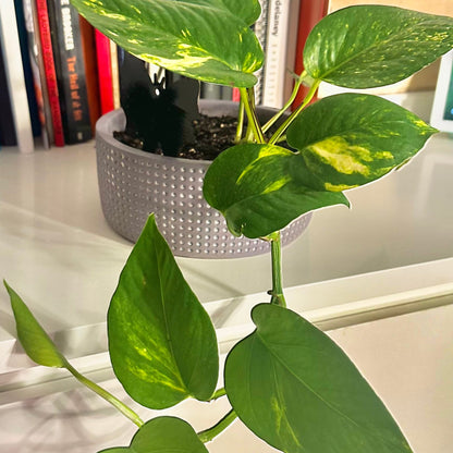 Golden Pothos / "Grower” with ceramic pot included!