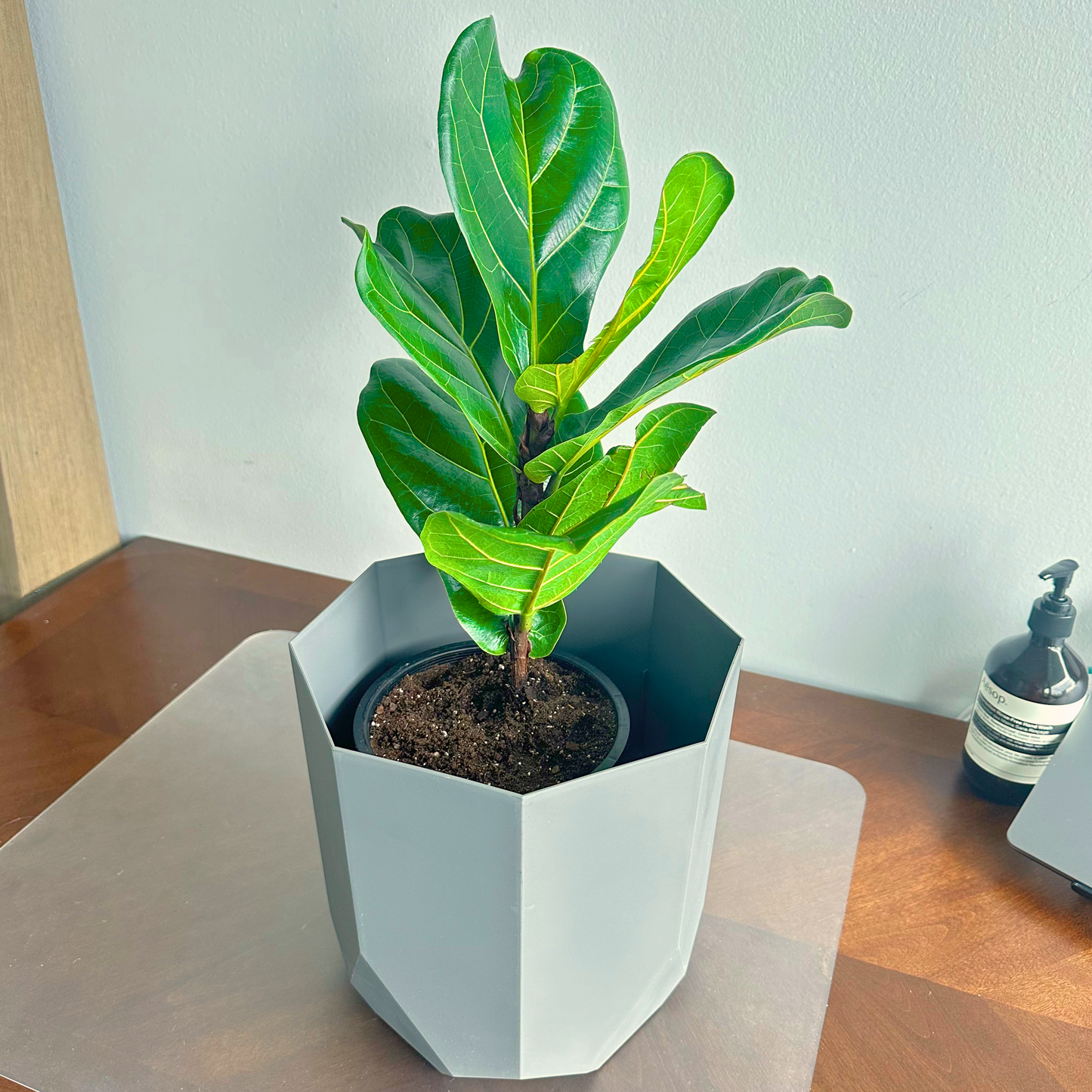 Fiddle Leaf Fig / tamanho “papai”