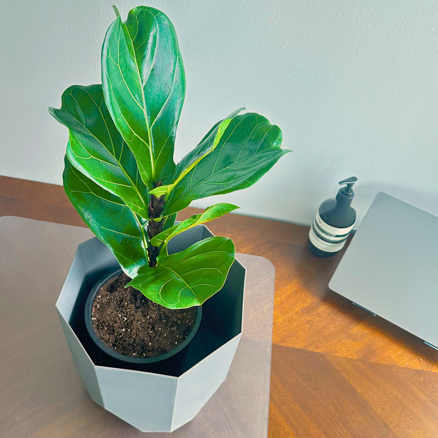 Fiddle Leaf Fig / “Daddy” size