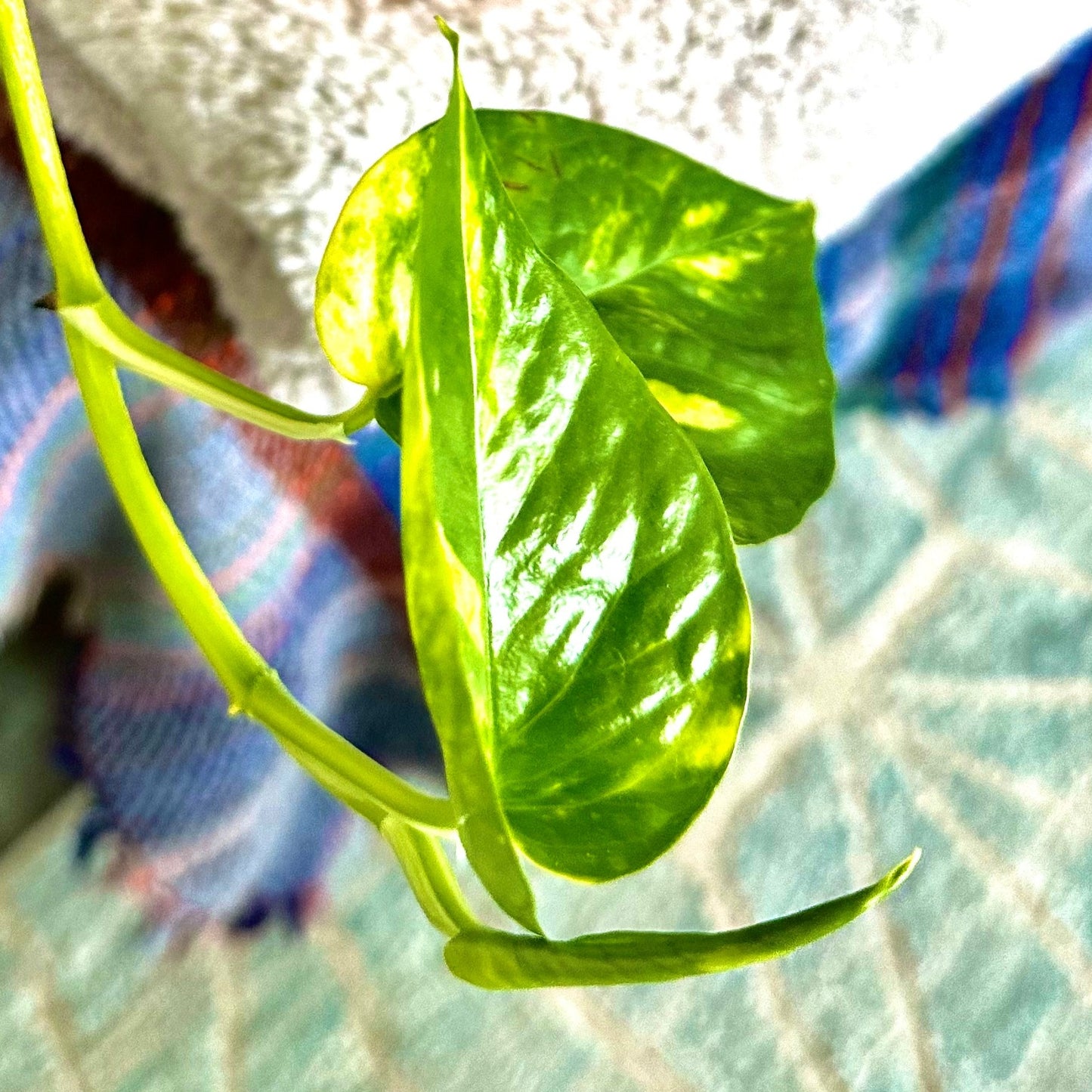 Golden Pothos / “Grower” size