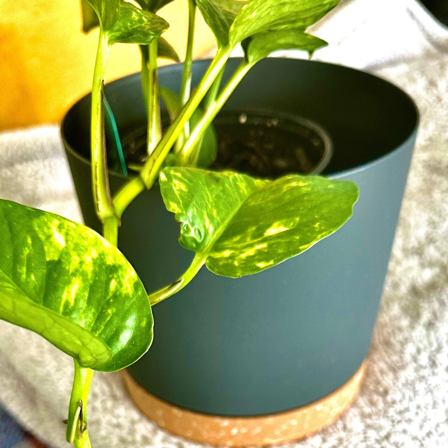 Golden Pothos / “Grower” size