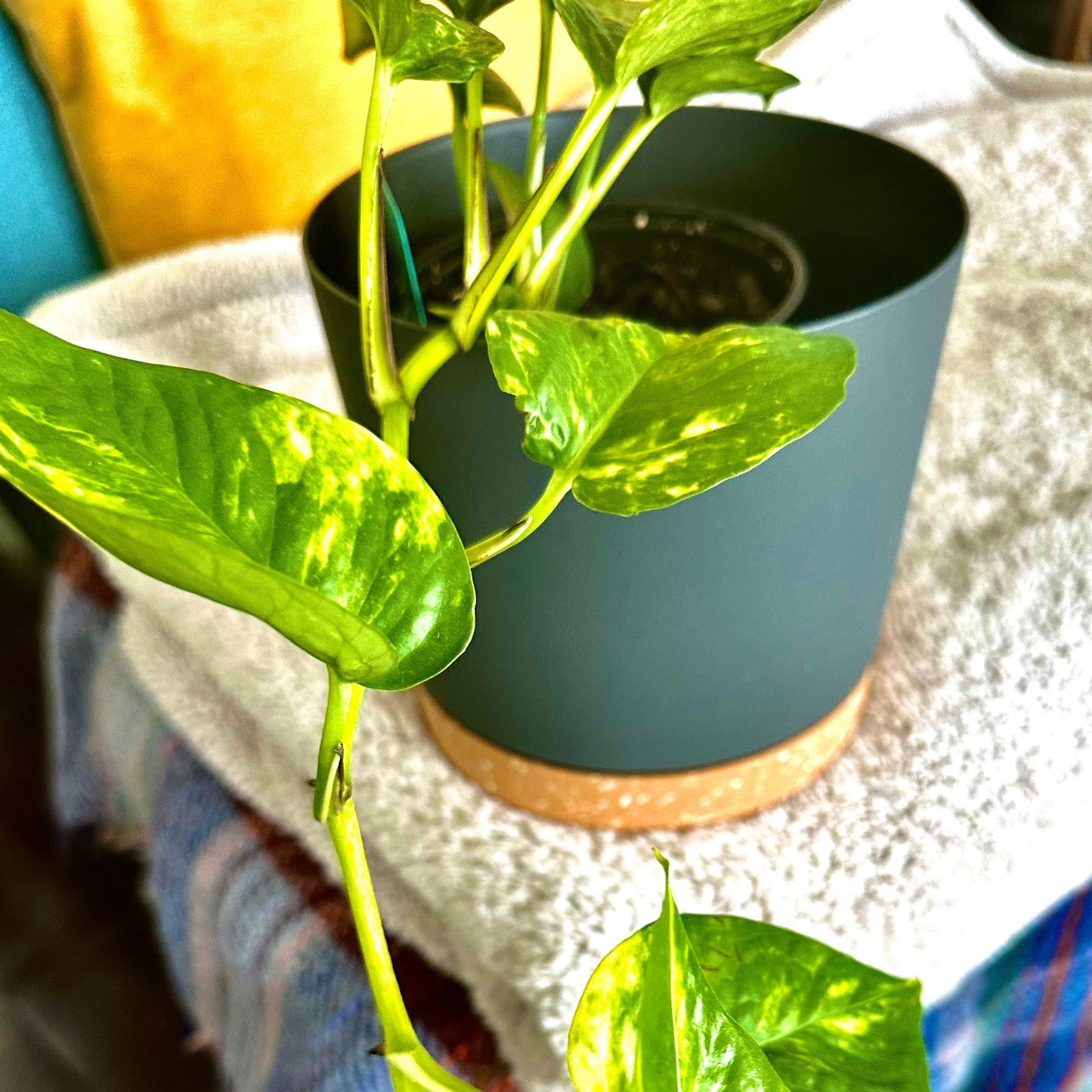 Golden Pothos / “Grower” size