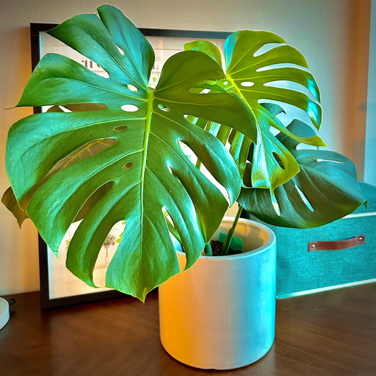 Monstera / “Daddy” size