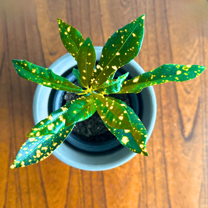 Croton Gold Dust / “Grower” size