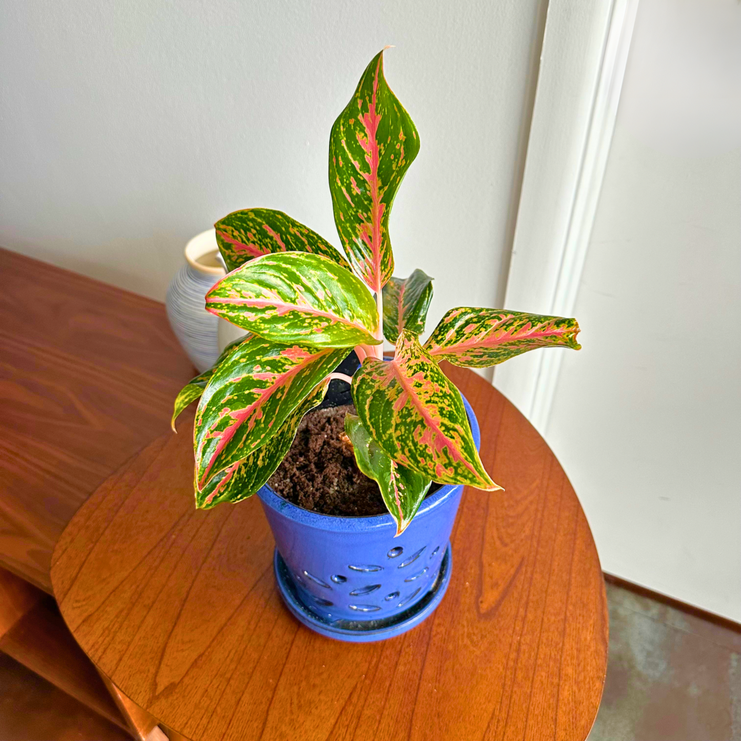 Aglaonema "Sparkling Sarah" / "Grower" size