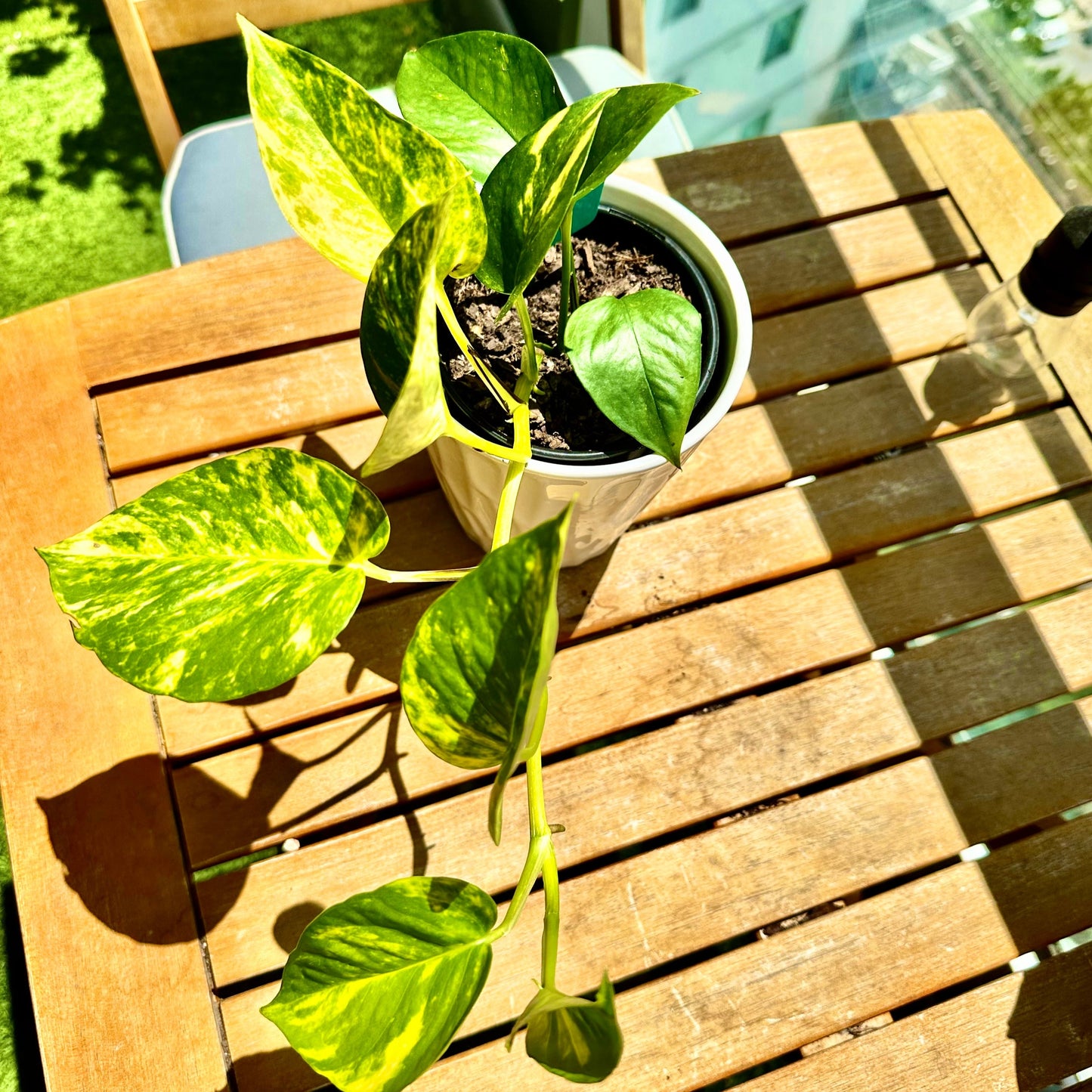 Pothos Dorados / Tamaño “Grower”