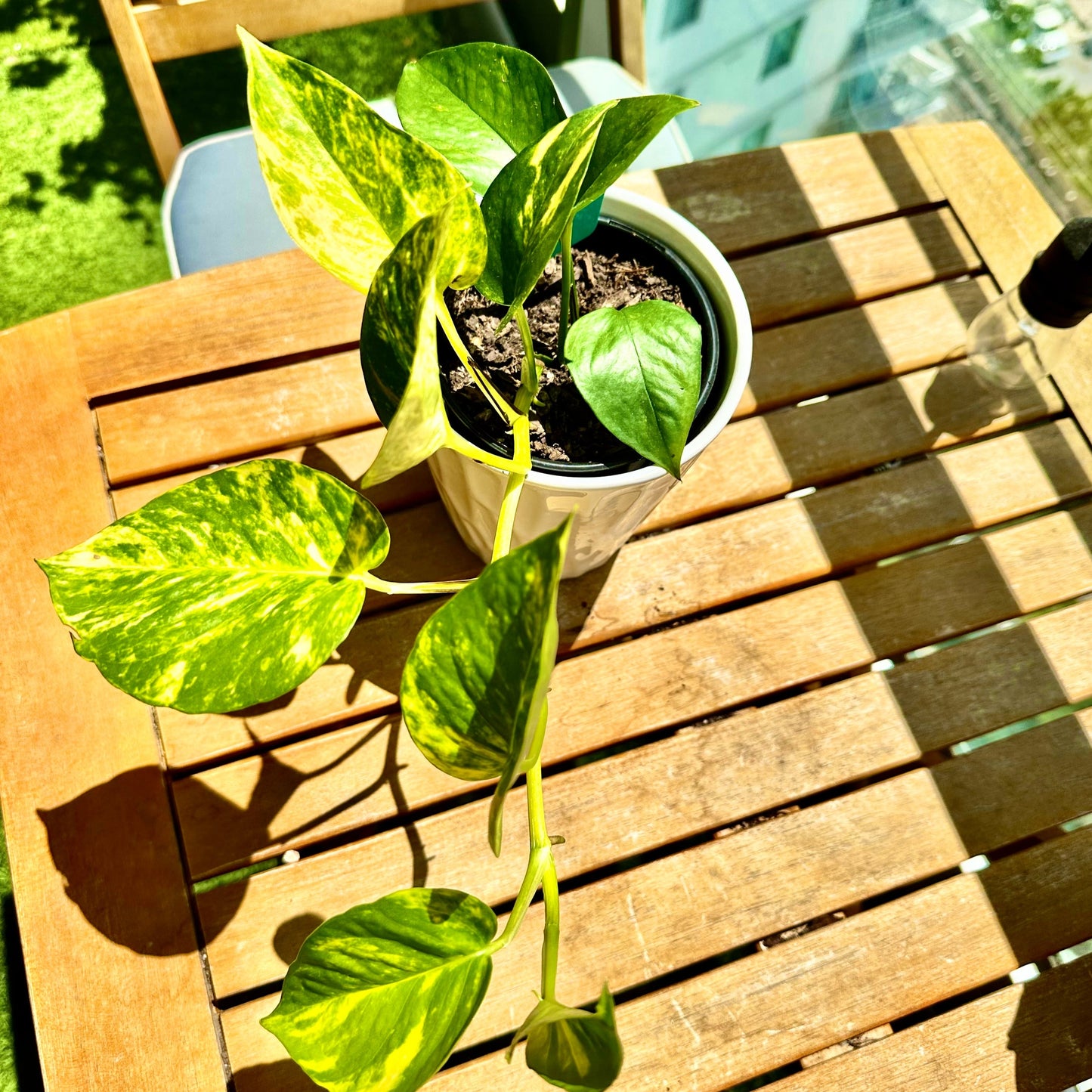 Golden Pothos / tamanho “Grower”