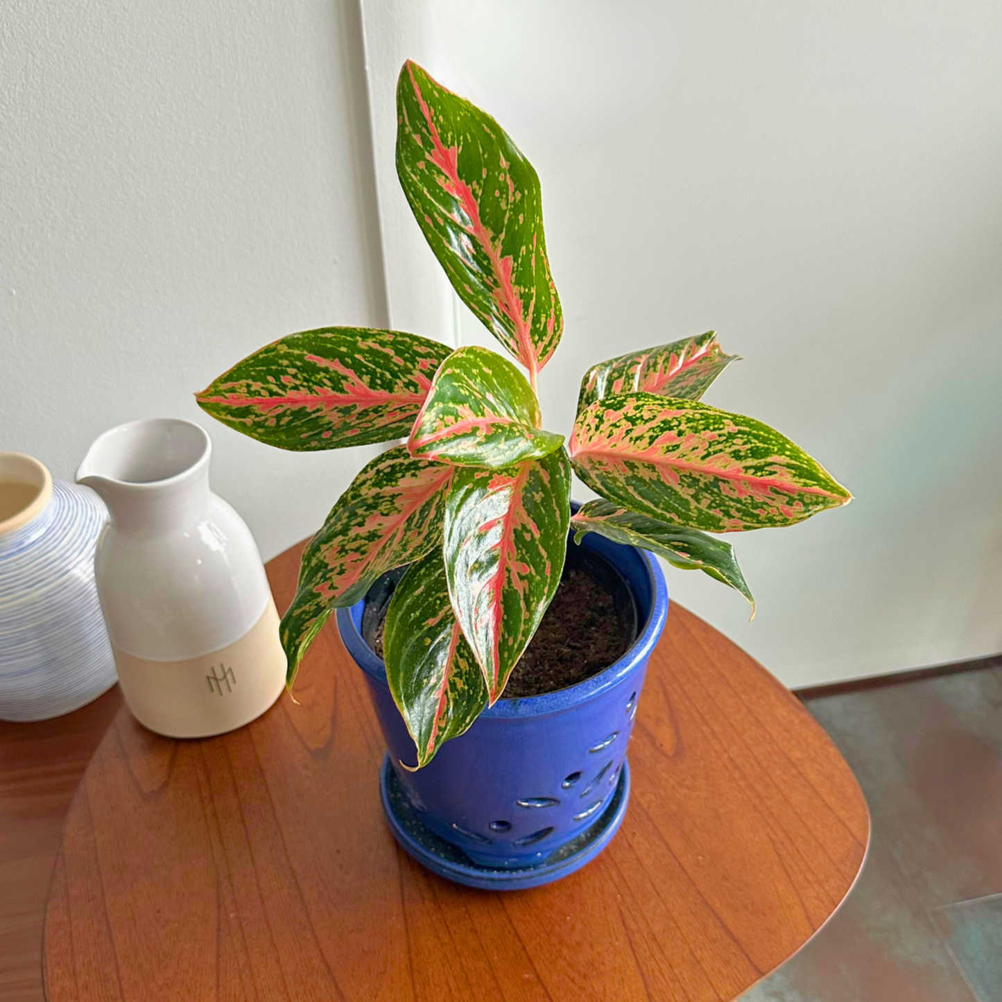 Aglaonema "Sparkling Sarah" / "Grower" size