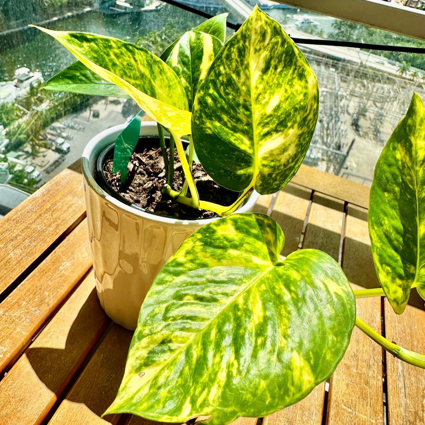 Golden Pothos / tamanho “Grower”