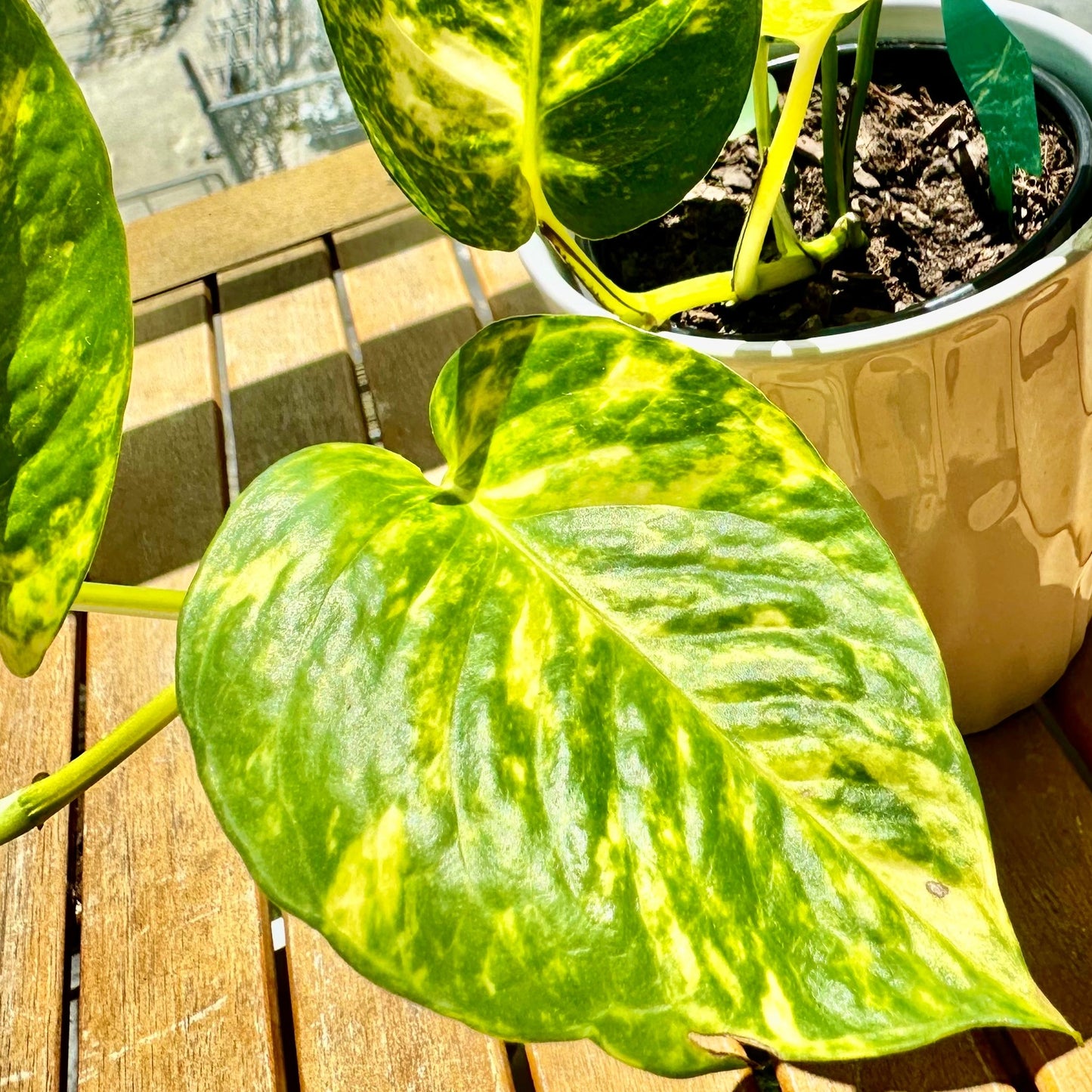 Pothos Dorados / Tamaño “Grower”