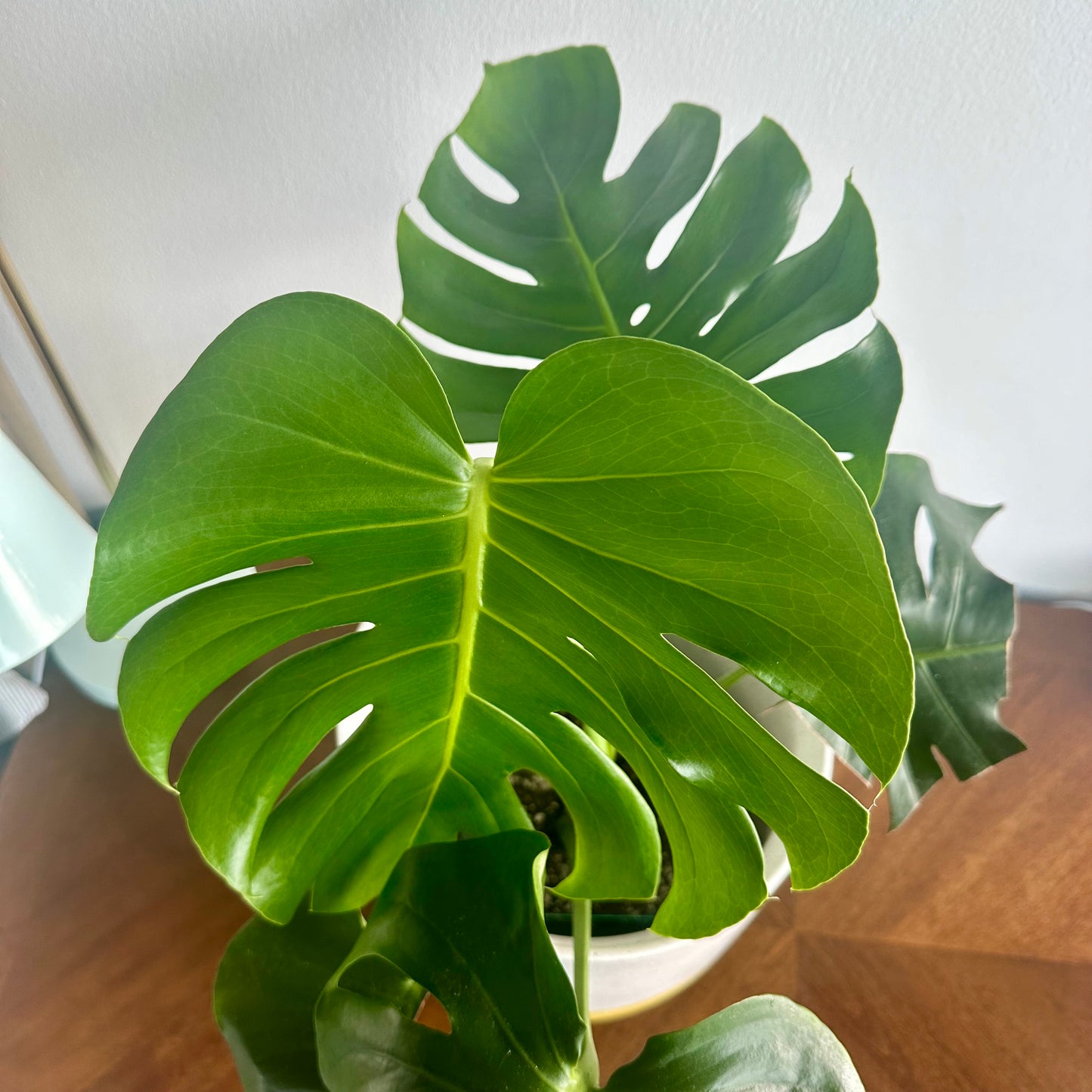 Monstera "Swiss Cheese Plant" / “Daddy” size