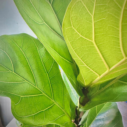 Fiddle Leaf Fig / “Daddy” size