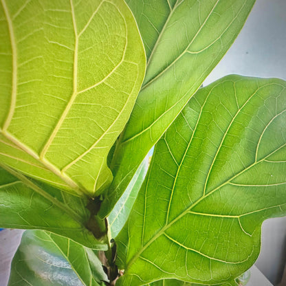 Fiddle Leaf Fig / “Daddy” size