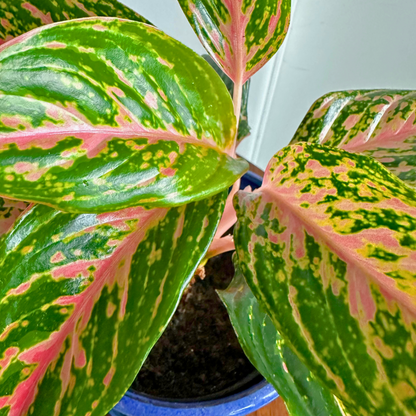 Aglaonema "Sparkling Sarah" / "Grower" size