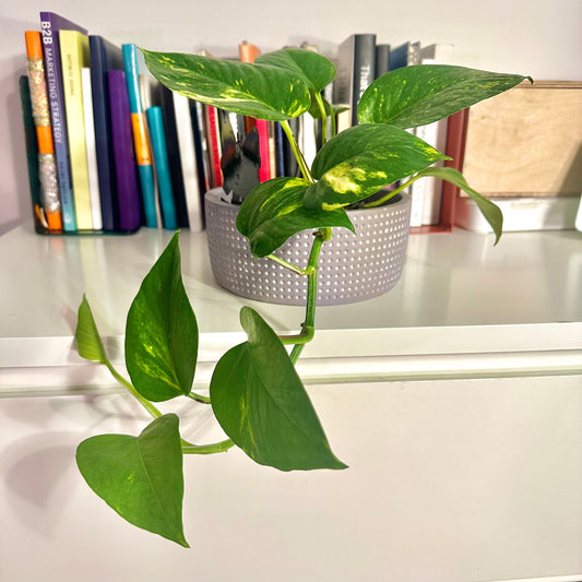 Golden Pothos / "Grower” with ceramic pot included!