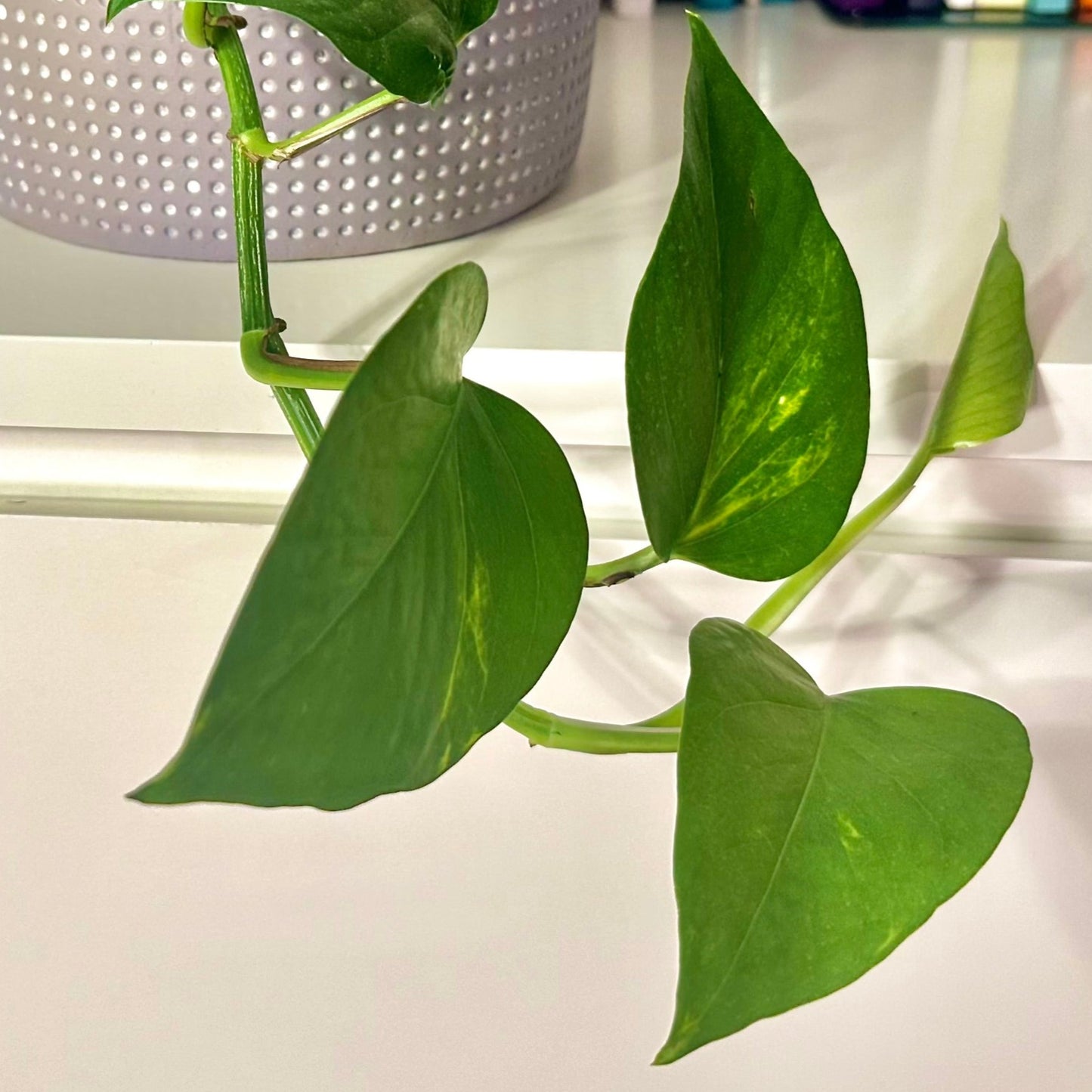 Golden Pothos / "Grower” with ceramic pot included!