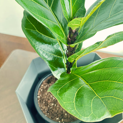 Fiddle Leaf Fig / “Daddy” size