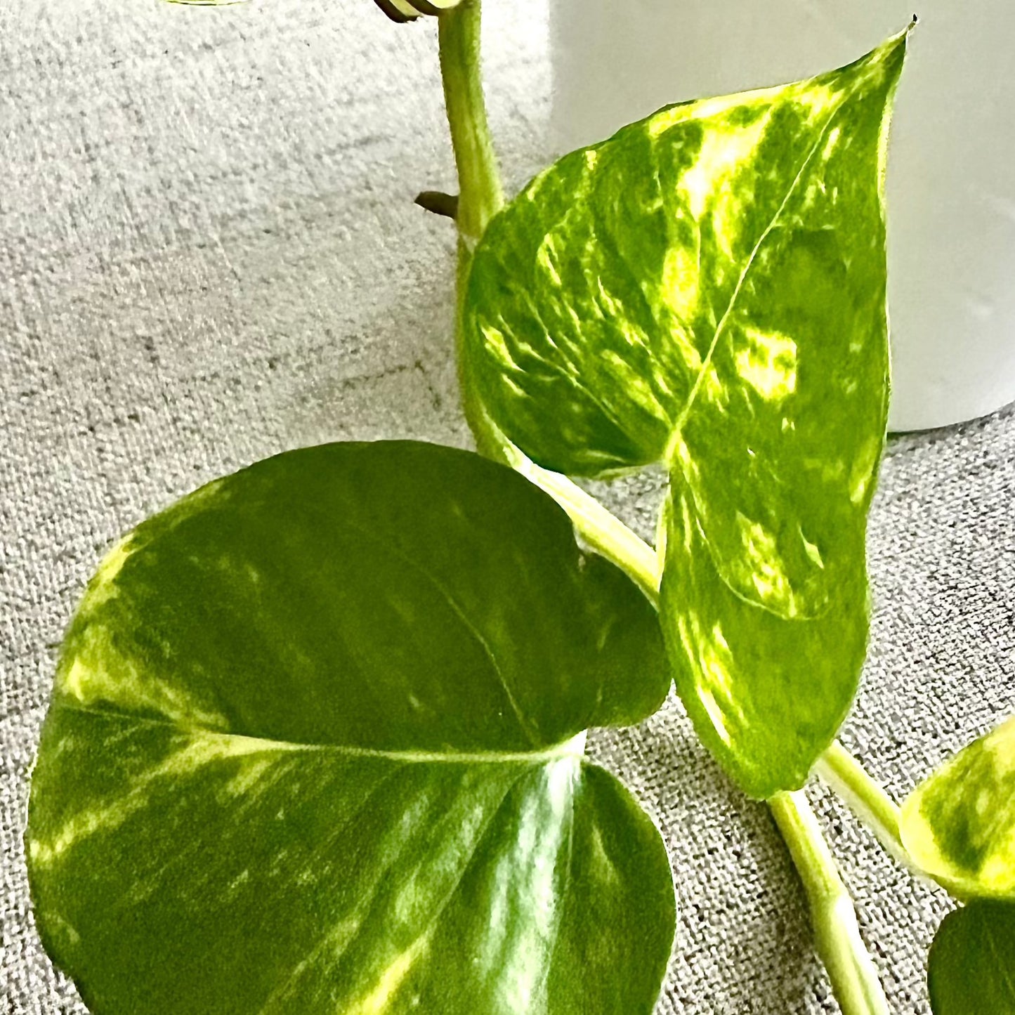 Golden Pothos / “Grower” size