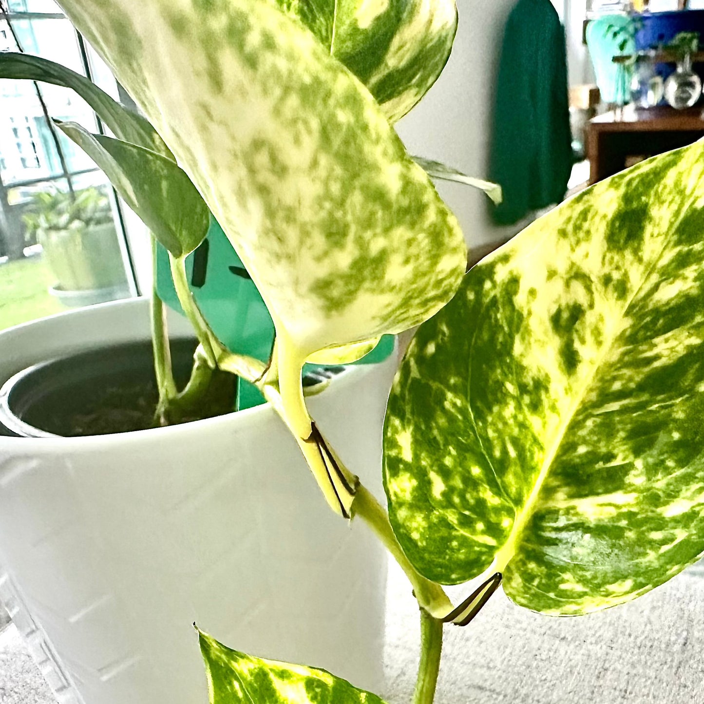 Pothos Dorados / Tamaño “Grower”