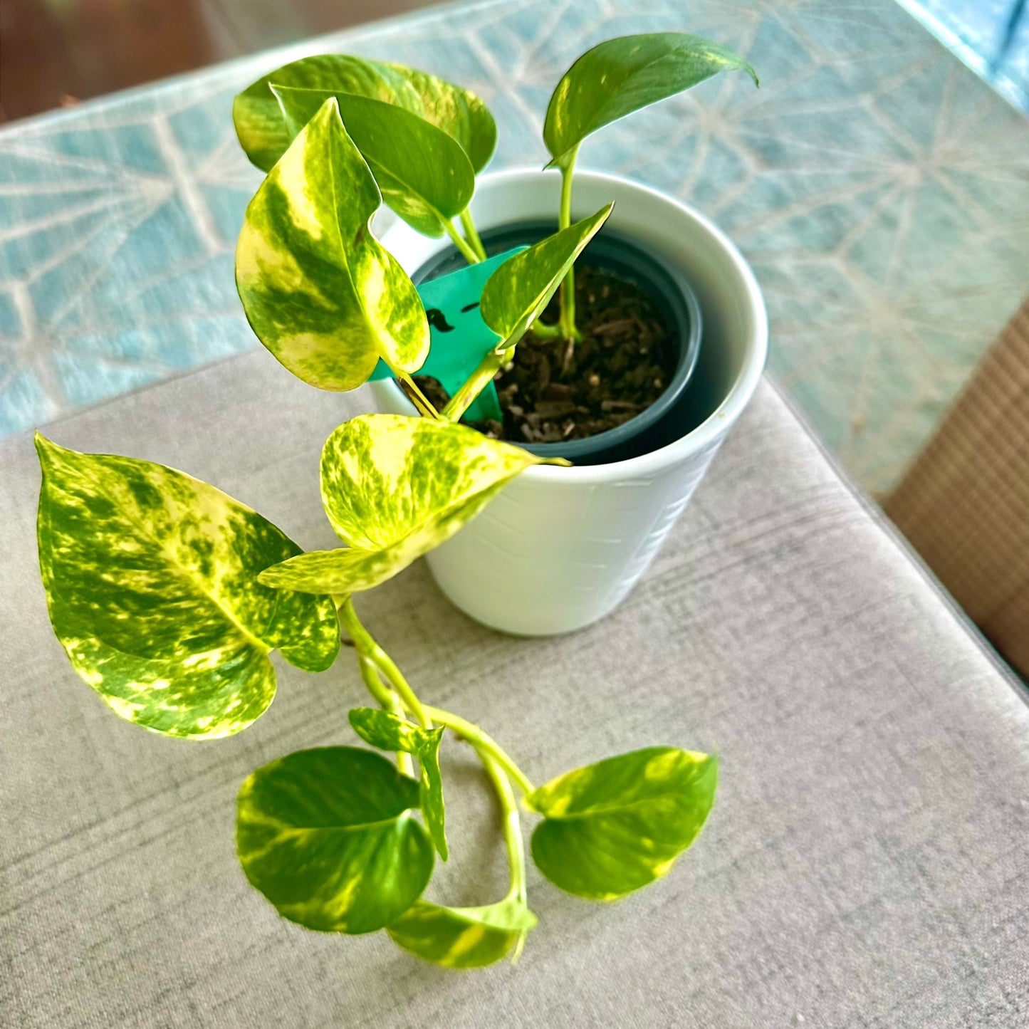 Golden Pothos / “Grower” size