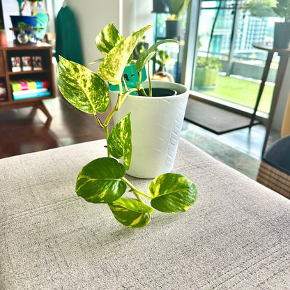 Pothos Dorados / Tamaño “Grower”