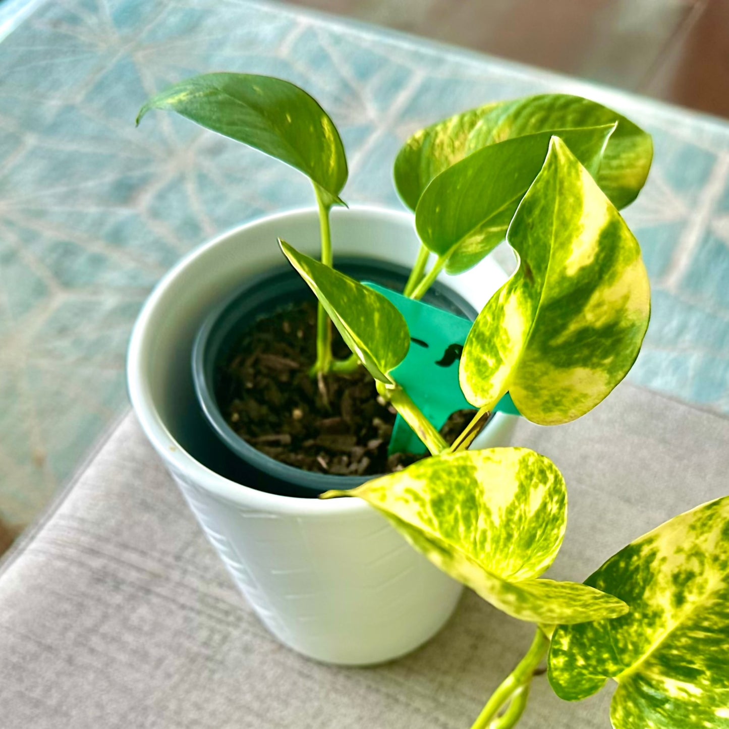 Pothos Dorados / Tamaño “Grower”