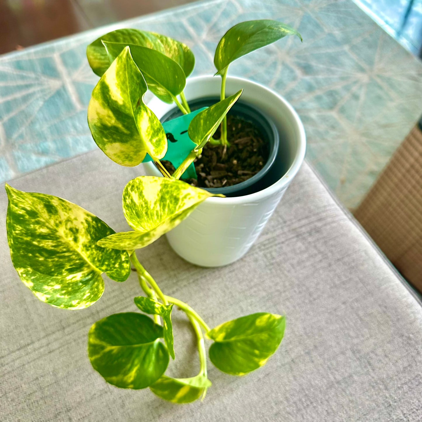 Golden Pothos / “Grower” size