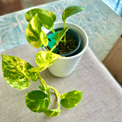 Pothos Dorados / Tamaño “Grower”