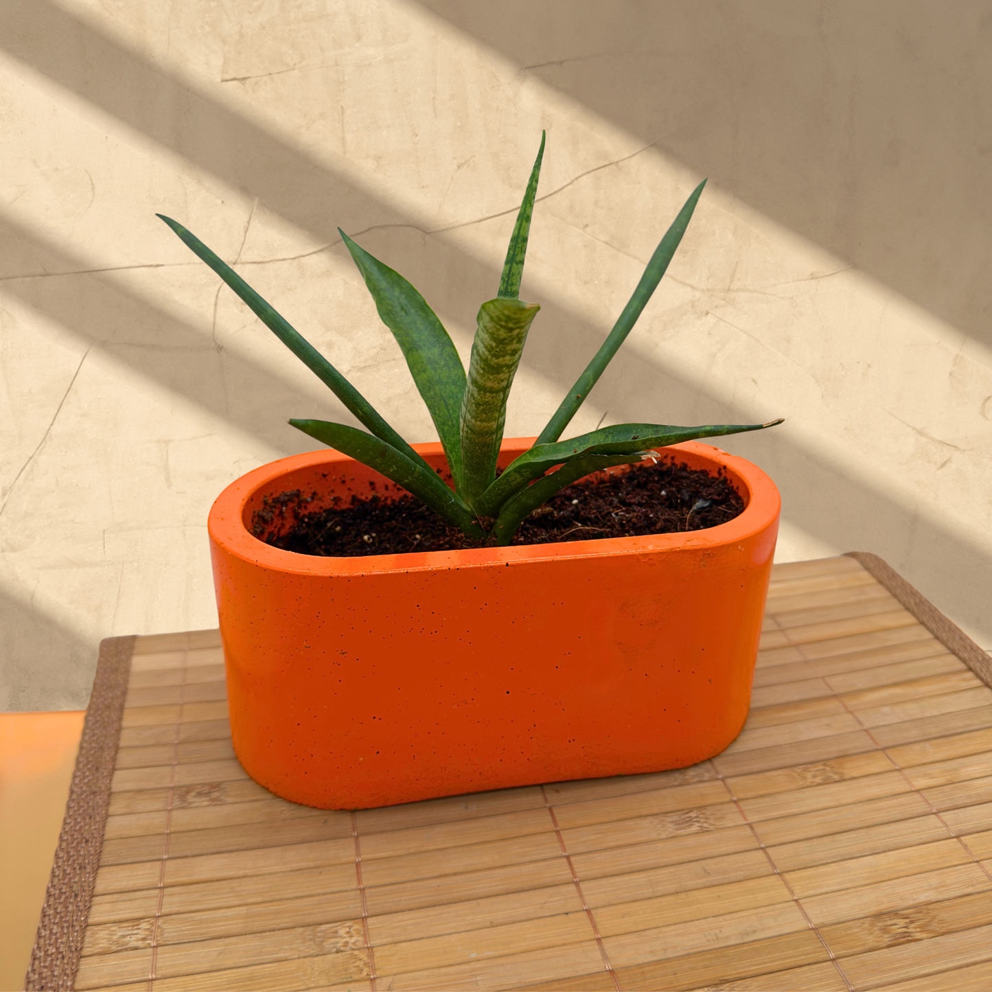 Cylinder Snake Plant – Sculptural, Low-Light Tolerant in Charlie Pot Signature Oval 4.5” – Orange Crush