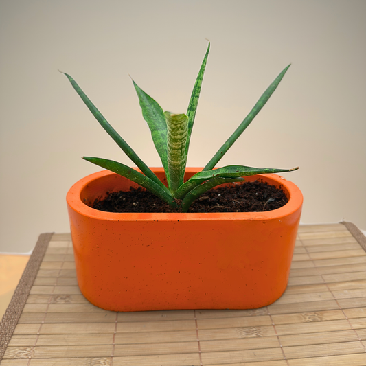 Cylinder Snake Plant – Sculptural, Low-Light Tolerant in Charlie Pot Signature Oval 4.5” – Orange Crush