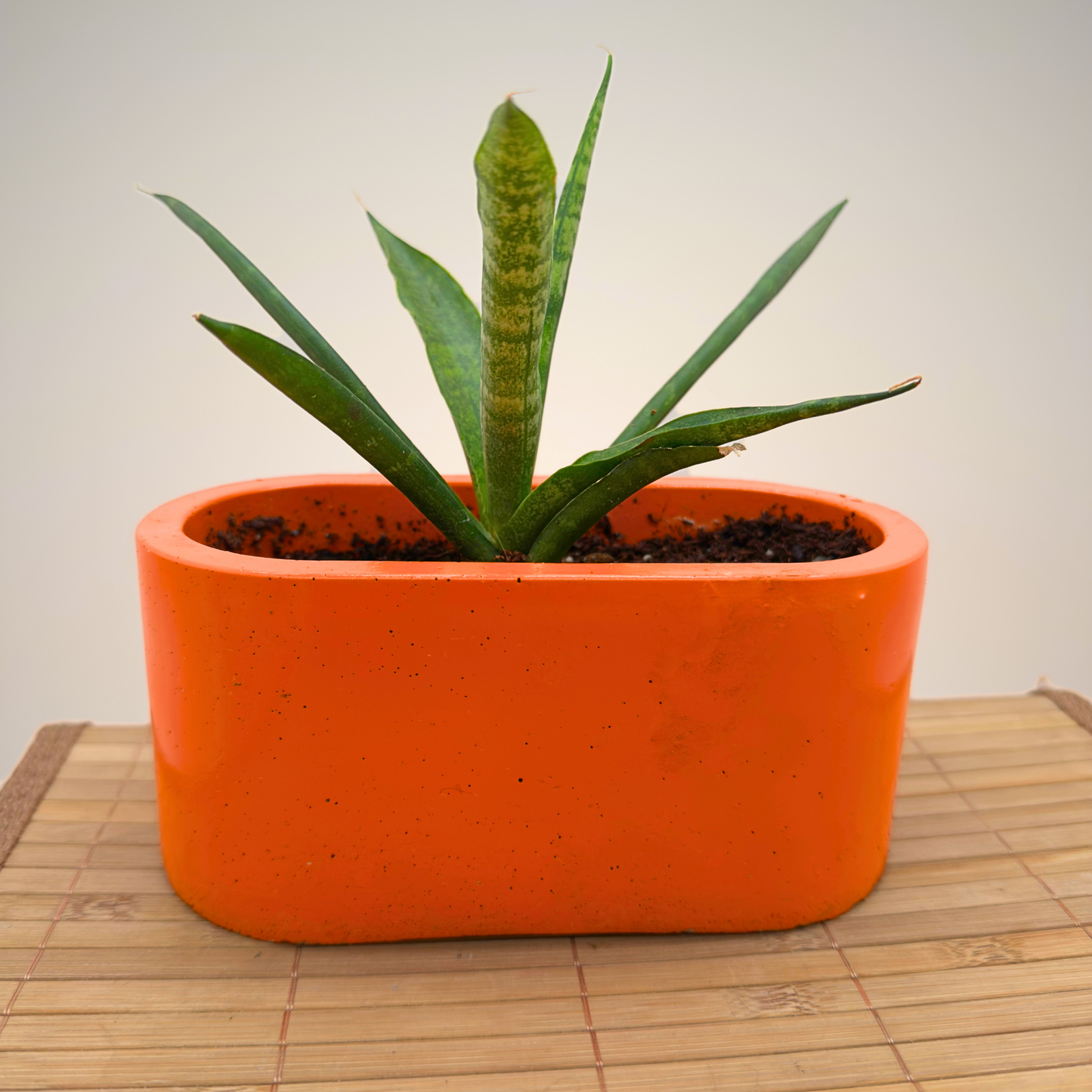 Cylinder Snake Plant – Sculptural, Low-Light Tolerant in Charlie Pot Signature Oval 4.5” – Orange Crush