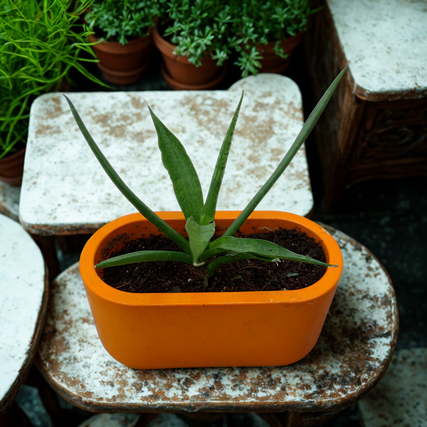 Cylinder Snake Plant – Sculptural, Low-Light Tolerant in Charlie Pot Signature Oval 4.5” – Orange Crush
