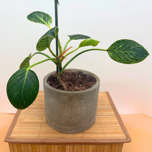 Philodendron 'Birkin' – Striking Pinstripe Foliage in 6” Charlie Pot Original, Slate Gray