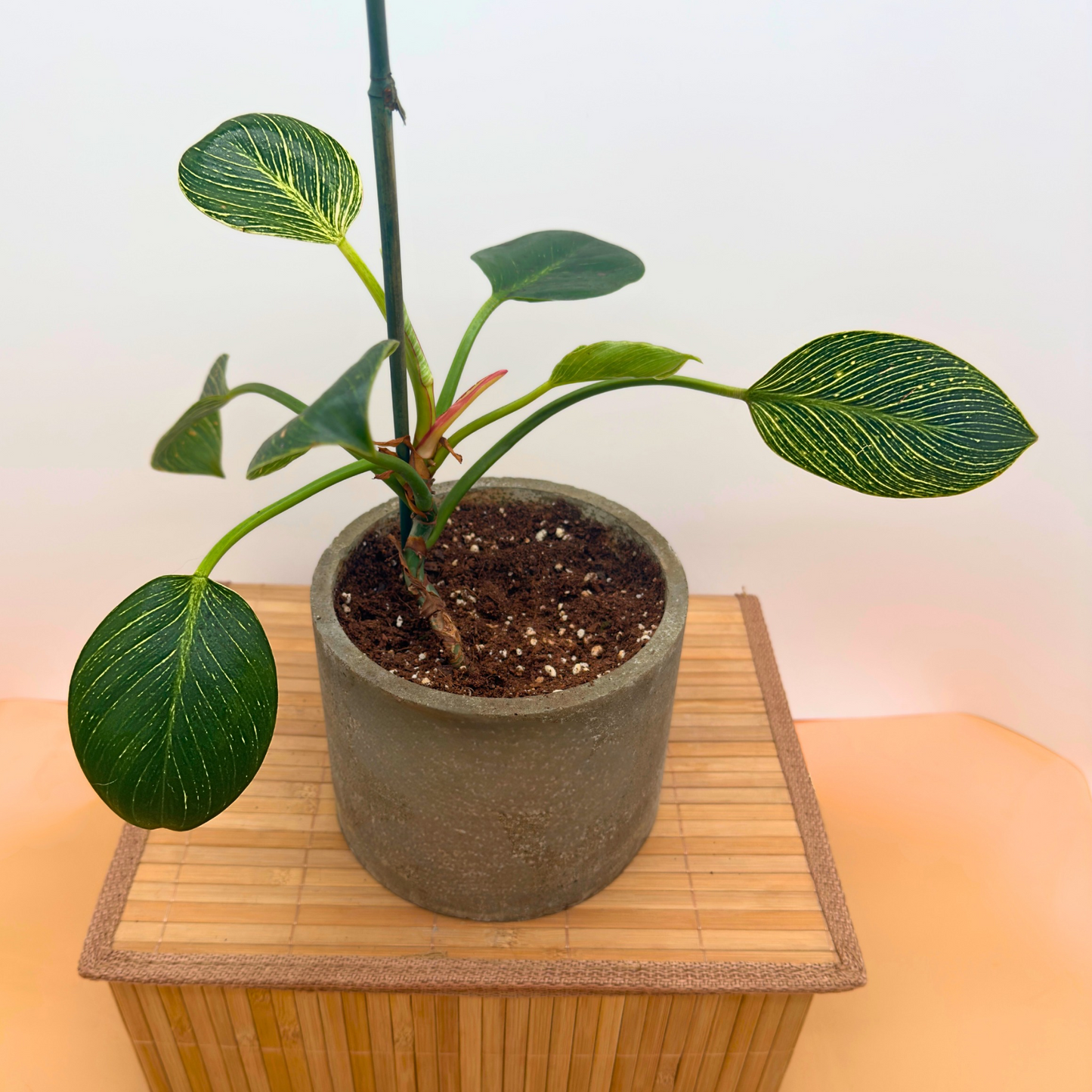 Philodendron 'Birkin' – Striking Pinstripe Foliage in 6” Charlie Pot Original, Slate Gray