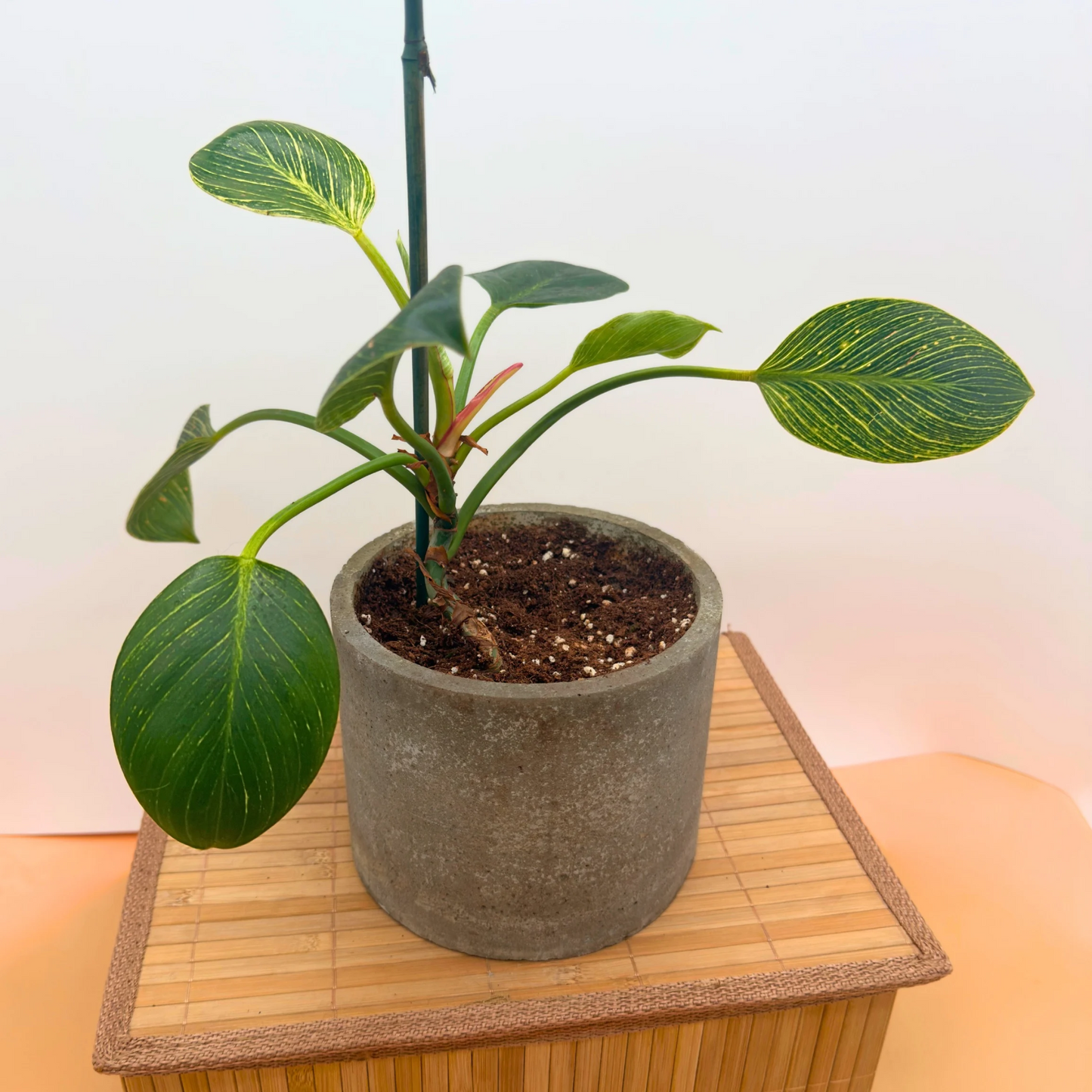 Philodendron 'Birkin' – Striking Pinstripe Foliage in 6” Charlie Pot Original, Slate Gray