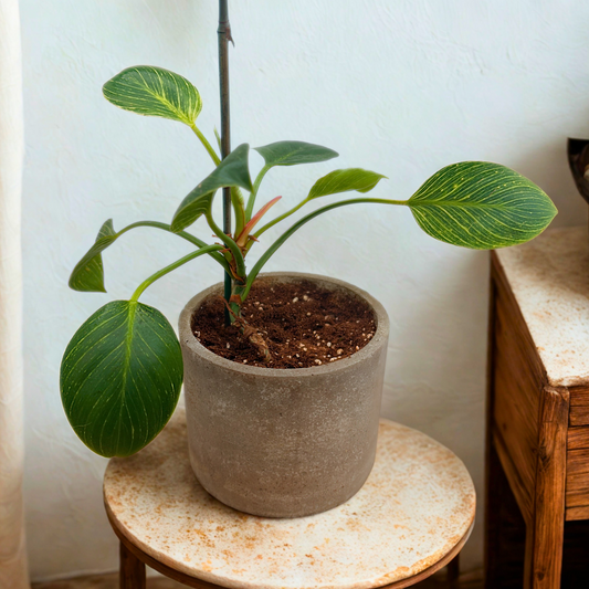 Philodendron 'Birkin' – Striking Pinstripe Foliage in 6” Charlie Pot Original, Slate Gray