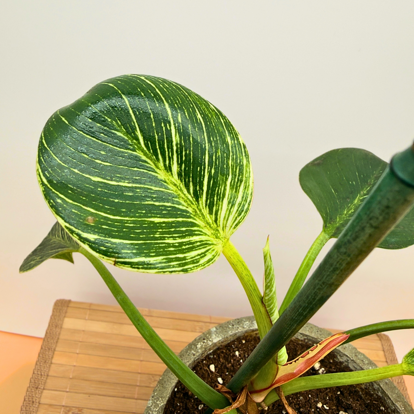 Philodendron 'Birkin' – Striking Pinstripe Foliage in 6” Charlie Pot Original, Slate Gray