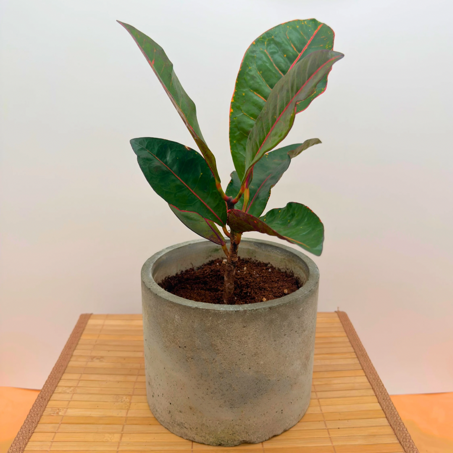 Croton ‘Petra’ – Bold Color Houseplant in Charlie Pot Original (6” Circular, Slate Gray + Tray)