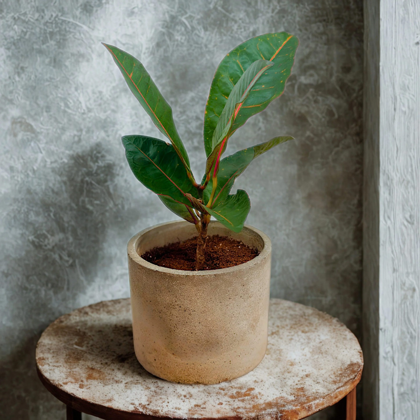 Croton ‘Petra’ – Bold Color Houseplant in Charlie Pot Original (6” Circular, Slate Gray + Tray)