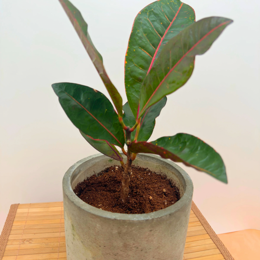 Croton ‘Petra’ – Bold Color Houseplant in Charlie Pot Original (6” Circular, Slate Gray + Tray)