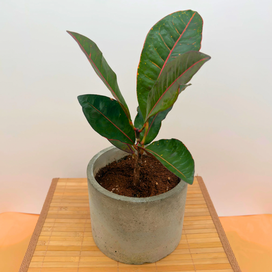 Croton ‘Petra’ – Bold Color Houseplant in Charlie Pot Original (6” Circular, Slate Gray + Tray)