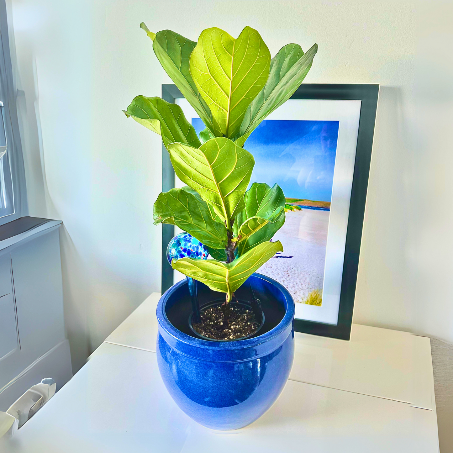 Fiddle Leaf Fig / “Daddy” size