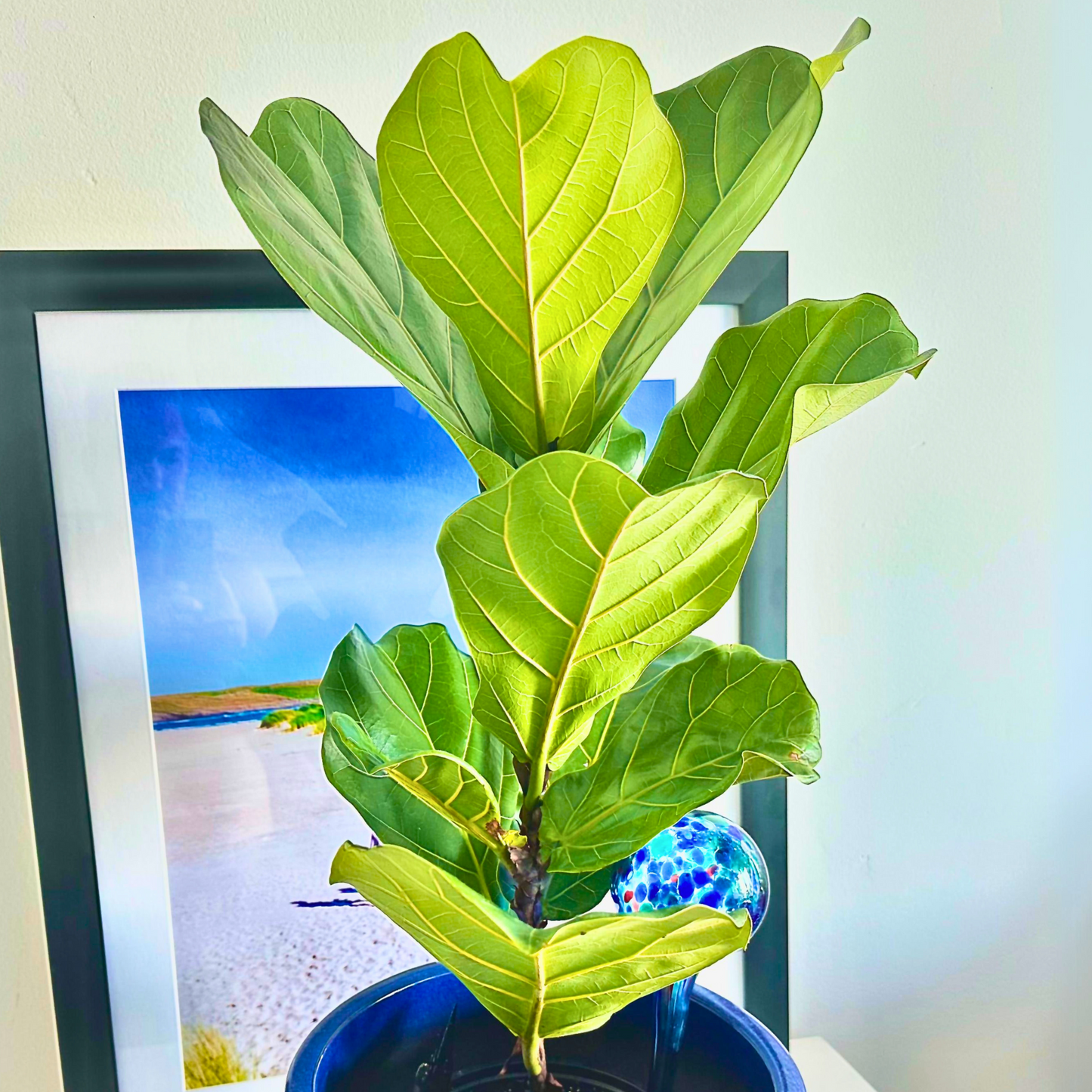 Fiddle Leaf Fig / “Daddy” size