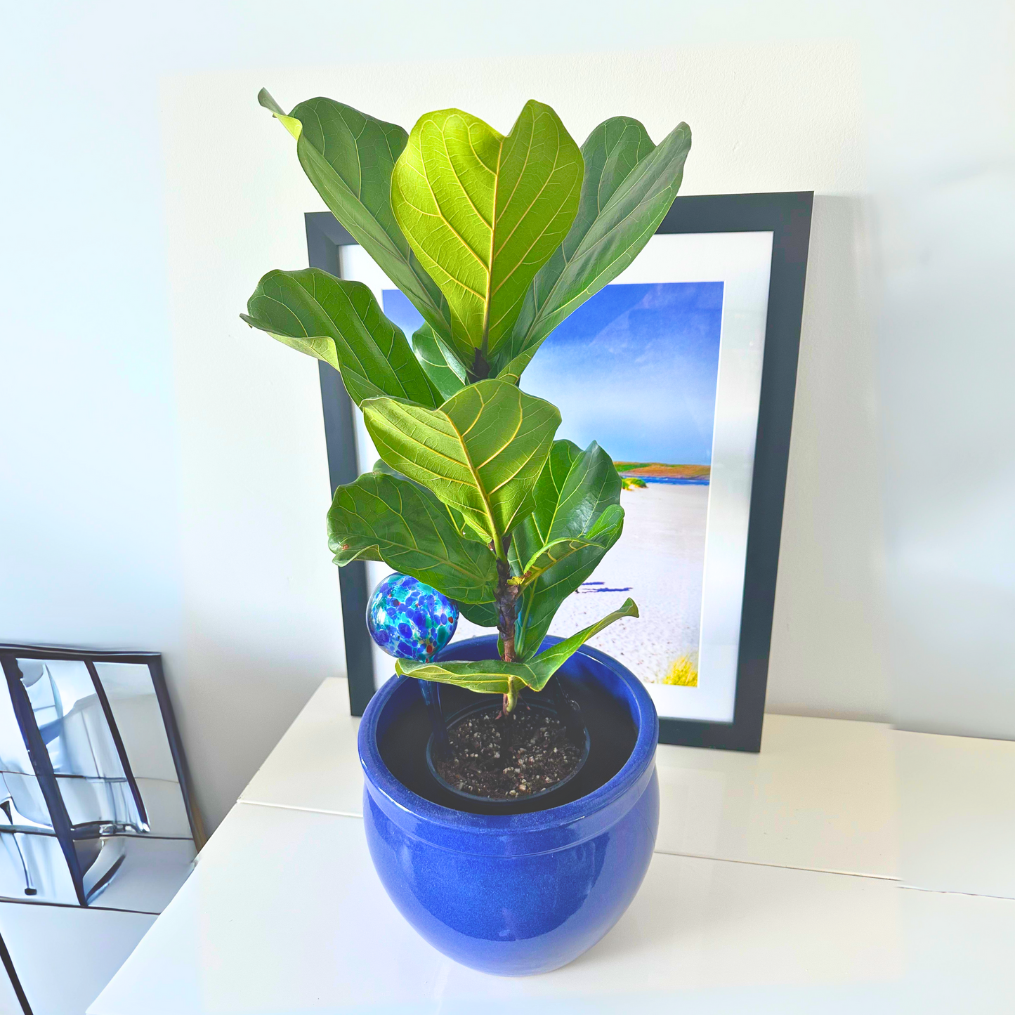 Fiddle Leaf Fig / “Daddy” size