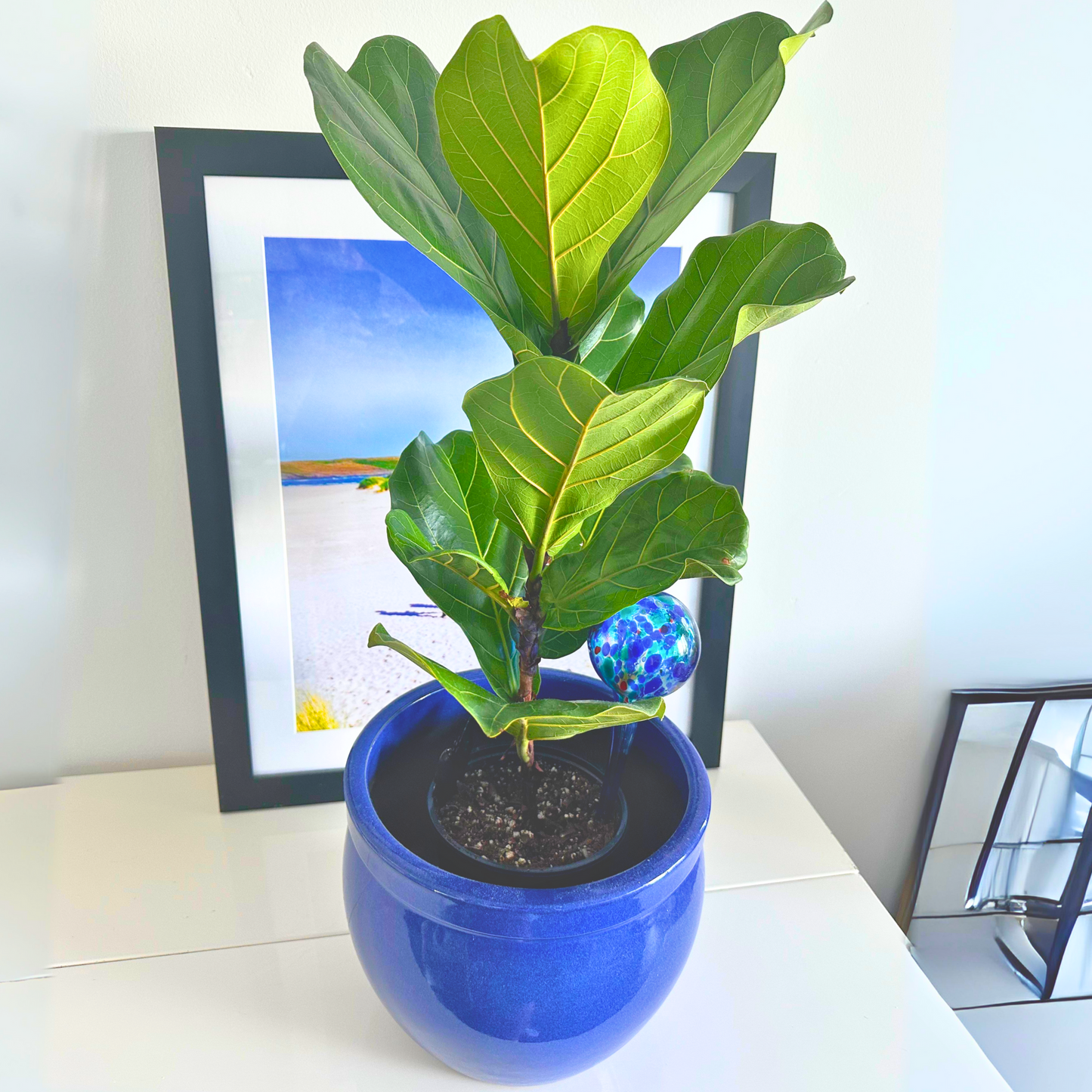 Fiddle Leaf Fig / “Daddy” size