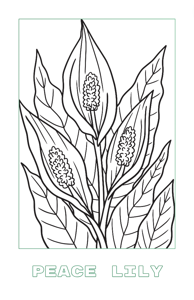 Libro para colorear de plantas "Inside the Lines" de 32 páginas