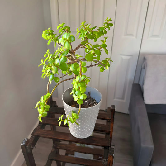 Elephant Bush – Low-Maintenance Succulent in Premium Pot Options