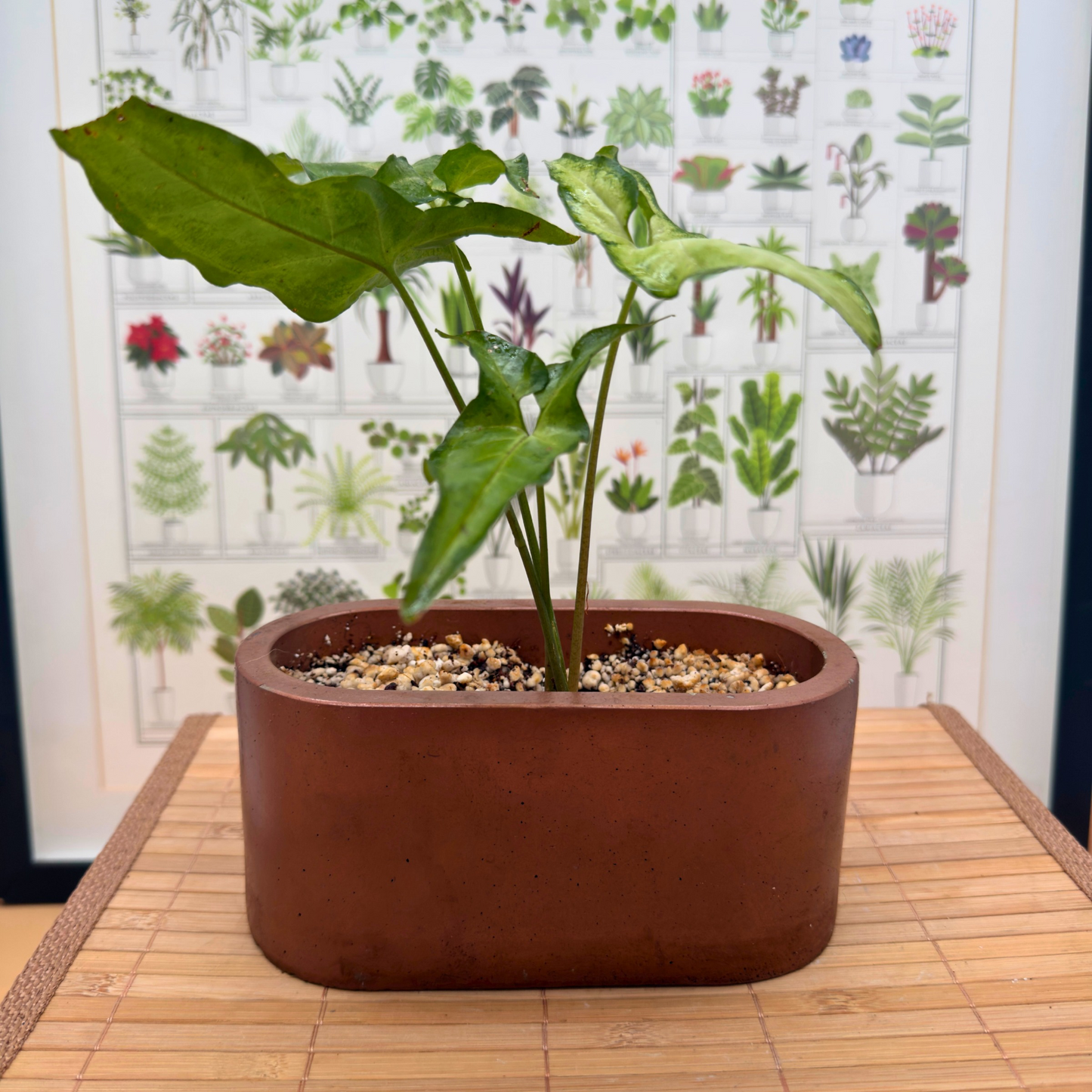 Syngonium ‘White Butterfly’ – Easy-Care Arrowhead Plant in 4.5” Charlie Pot (Signature Oval, Copper Matte)